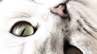 Cat eyes 3