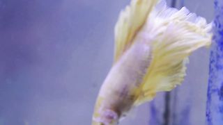 3 beautiful fish in the world