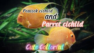 Peacock cichild and parrot cichild