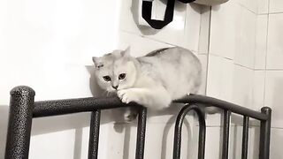 Random moments Crazy Cats