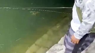 MINNOW BANJO