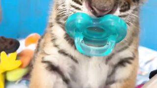 cute baby tiger sucking on a pacifier