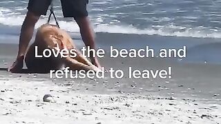 Dramatic Dog Never seen Before
