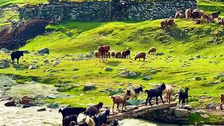 قدرت کے نظارے