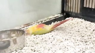 Watch Dramatic Bird ( Funny )