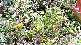 Beautiful garden ...https://payup.video/u/205463