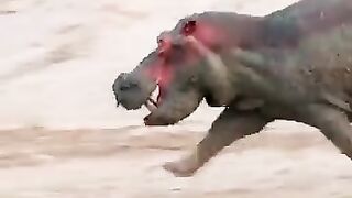 1 Hippo vs a pack of Lions