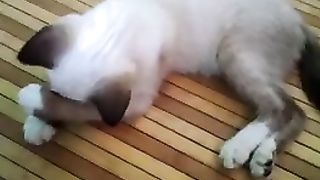 Kucing Sombong