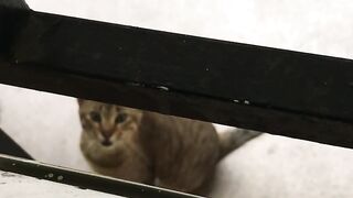 Kucing mintak masuk rumah