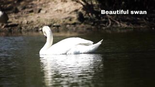 Swimming goose