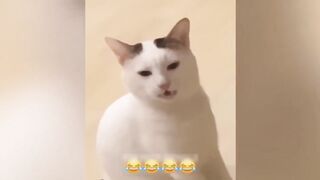 Funny cat compilation 3