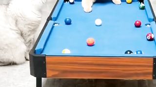 The billiard ball game between the white cat and the orange cat is fun and interesting, funny, crazy