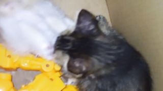 My cat 8