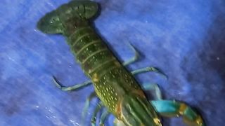 LOBSTER RED CLAW