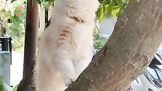 Kucing lucu 20