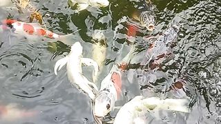 KOI FISH