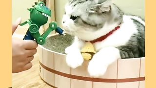 Funny cat 147