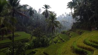 pemandangan sawah dan kebun