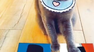 Inilah Reaksi disaat Kucing Memilih Calon Presiden 2024