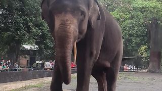 Gajah ngamok!
