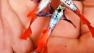 GUPPY PLATINUM RED TAIL DUMBO EAR