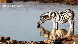 Zebras are drinking