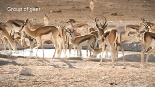 A  Deers