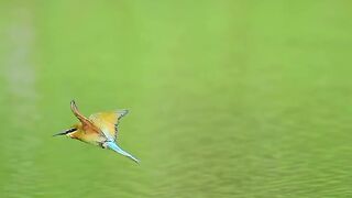 multi color beautiful little bird fly