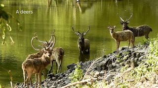 Deer on the lake