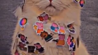 funny cat videos 5