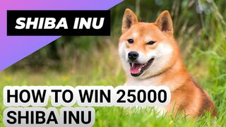 trik win di koin Shiba inu