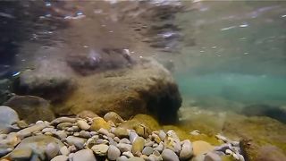 bird hunting under water level