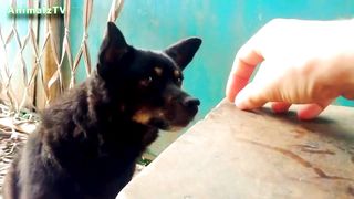 Mon drôle de chien essaie de prendre de la nourriture sur la table