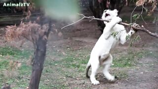Lion et chien