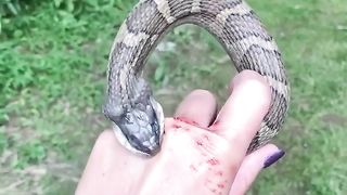 A water Sanke Takes a "Nice bite"of a gril hand????