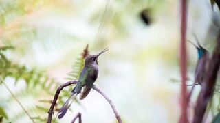 ababeel the Swallowed amusing its female
