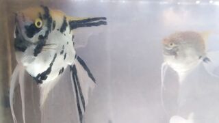Man fish