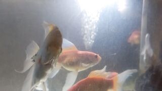 Ikan mas koki