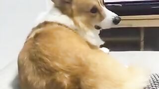 Dog who guessed that the game was over and he was going for a walk.