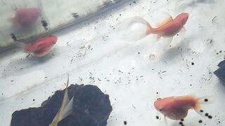 Ikan di aquarium
