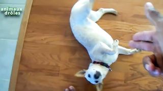 funny dog 10