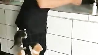 Kittens who can't stand milk
