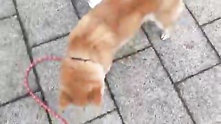 Duck with beak caught in dog's tail