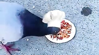 Man eating cookies assembled by pigeons