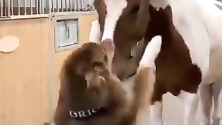 Dogs with Horses