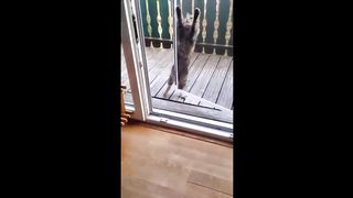 Funny cats compilation 4