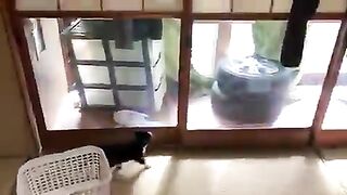Cat trying to break a shoji