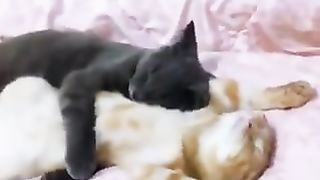 A cat that sleeps with its partner's cat, straddling it