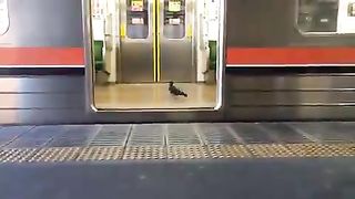 Pigeons on a train