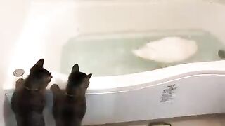 Two cats peeking at swimming ducks in the bathroom.